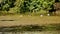 Flock of geese wading in Hunters Lake near Eaglesmere Pennsylvania