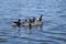 A flock of geese walk on the shore and bathe in a clean autumn lake. agricultural domesticated waterfowl for a walk.