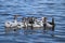 A flock of geese walk on the shore and bathe in a clean autumn lake. agricultural domesticated waterfowl for a walk.