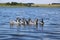 A flock of geese walk on the shore and bathe in a clean autumn lake. agricultural domesticated waterfowl for a walk.