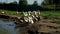 Flock of geese walking along pond in bird farm. Flock of goose on poultry farm