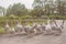 Flock of geese walks along road, aggressively disposed and ready to defend themselves against external attack.