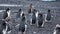 Flock of gentoo penguins on the beach