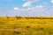 Flock of giraffes right facing a group of lions in the savannah