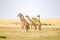 Flock of giraffes right facing a group of lions in the savannah