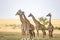 Flock of giraffes right facing a group of lions in the savannah