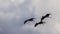 Flock of Glossy Ibis in Flight