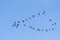 A Flock of Glossy Ibis in Flight
