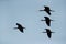 A flock of Glossy Ibis in flight at Asker Marsh, Bahrain