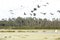 Flock of glossy ibises flying over a swamp in Florida.