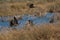 Flock of glossy ibises Plegadis falcinellus taking flight.