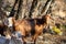 Flock of goat at the graze. Ruminant mammal animal with backward curving horn and beard