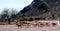 Flock of goats in the Calchaquies Valleys, Salta