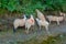 Flock of goats, eating and walking near of small town Pokhara in Nepal