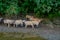 Flock of goats, eating and walking near of small town Pokhara in Nepal