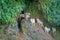 Flock of goats, eating and walking near of small town Pokhara in Nepal