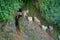 Flock of goats, eating and walking near of small town Pokhara in Nepal