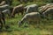 Flock of goats grazing on green sward with bushes