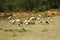 A flock of goats grazing in India