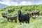 Flock of goats grazing on a pasture in the mountains on a sunny summer day. Anglo-Nubian breed of domestic goat