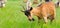 A Flock goats on a green meadow. Wide photo