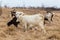 Flock of goats and sheep on a river bank in spring, in rural area in Europe