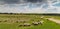 Flock of goats and sheep on a river bank in spring, in rural area in Europe