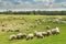 Flock of goats and sheep on a river bank in spring, in rural area in Europe