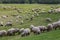 Flock of goats and sheep on a river bank in spring, in rural area in Europe