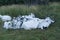 A flock of goats snuggling each other in Norway