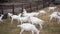 Flock of goats walking in slow motion in paddock outdoors. Calm white bearded farm animals strolling eating grass on