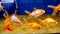 A flock of goldfish in a pet shop in an aquarium.