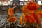 a flock of goldfish watching us from the aquarium