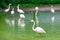 A flock of graceful white with pink flamingos on the shore of a forest lake