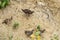 A flock of Gray partridge in an unusual setting