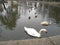 A flock of gray pigeons, swans and ducks in the park near the lake.