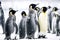 flock of gray white emperor penguin lives in cold snowy antarctic