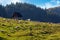 flock grazing on the grassy meadow