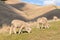 Flock of grazing merino sheep with hilly countryside in background