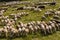 Flock of grazing sheep and donkeys