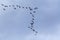 Flock of great black cormorants flying in a sky