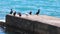 A flock of Great Cormorant Birds and one sea seagull resting on a concrete pier by the sea. Black Sea, Russia