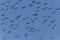 Flock of great cormorants flying in blue sky