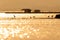 A flock of Great Egret are perching on bamboo raft in a tropical lake at dusk