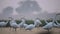 Flock of Great Egrets fishing in Sunrise