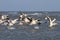 Flock of great pelicans taking flight