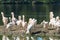 Flock of great white pelicans