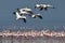 A flock of Great White pelicans flies over the colony of lesser flamingos. Scientific name: Pelecanus onocrotalus. Lake Natron. Ta