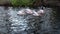 The flock great white pelicans Pelecanus onocrotalus, also known as the eastern white pelican or rosy pelican, who are engaged i