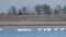 Flock of Great White Pelicans Pelecanus onocrotalus in the lake